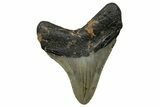 Serrated, Fossil Megalodon Tooth - North Carolina #272504-1